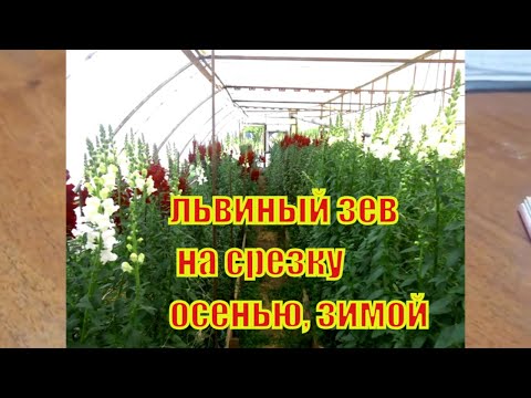 Видео: Львиный зев  технология выращивания в теплице для срезки осенью.