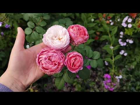 Видео: НАЙКРАЩІ ТРОЯНДИ САДУ🔥 ПОЄДНАННЯ ТРОЯНД 🌹🥀