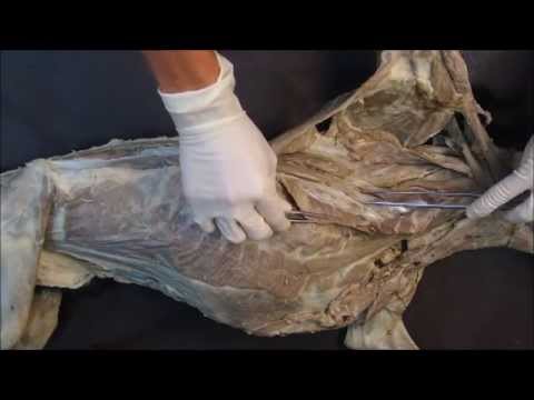 Видео: дорсальные мышцы позвоночного столба