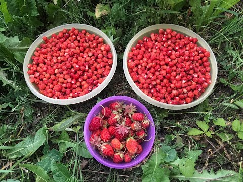 Видео: Земляника и клубника в лесу! Хороший урожай ягоды собрал! Трудовая лесная ягода! Собирал в жару!