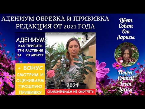 Видео: КАК ЛЕГКО ПРИВИТЬ ТРИ АДЕНИУМА ЗА 20 МИНУТ | Редакция 2021 год