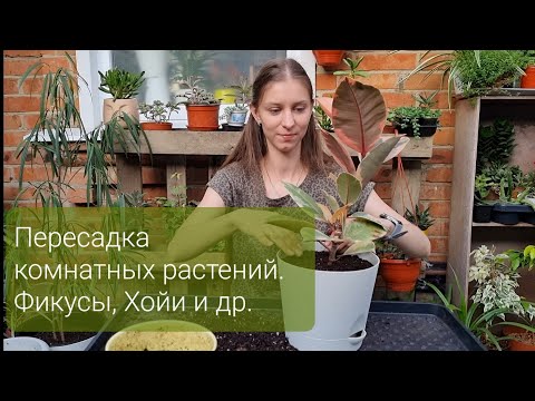 Видео: Пересадка комнатных растений Фикусы, Хойи и другие