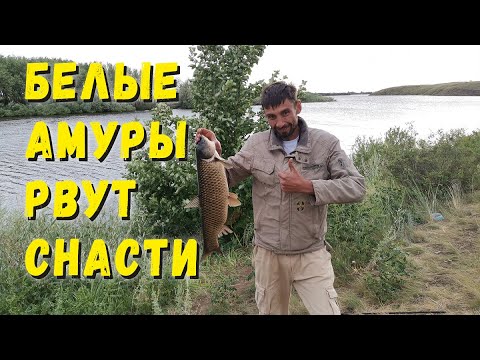 Видео: БЕЛЫЕ АМУРЫ РВУТ СНАСТИ - КАК ПОЙМАТЬ БЕЛОГО АМУРА