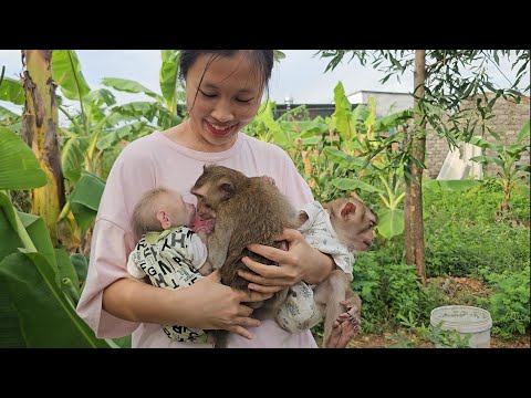 Видео: Обезьянка Наху посещает Ламбо и встречает нового друга-обезьянку по имени Би.