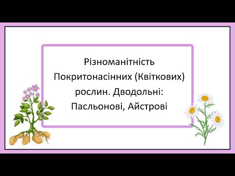 Видео: Різноманітність Покритонасінних. Дводольні рослини. Родини Пасльонові, Айстрові