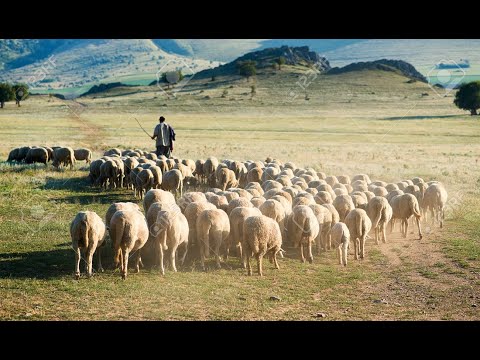 Видео: 1 ПЕТРА 5 --ТОЛКОВАНИЕ ПО КАЖДОМУ СТИХУ