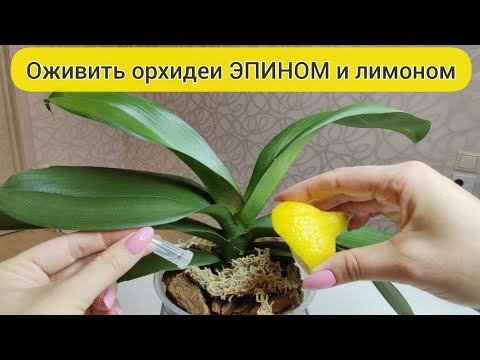 Видео: Обязательно поливать слабые орхидеи ЭПИН-экстра и орхидеи ОЖИВУТ пойдут в рост