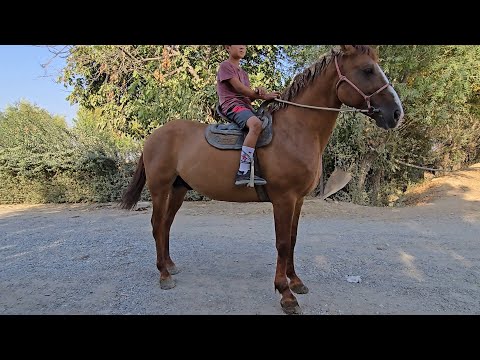 Видео: Муса акадан сын мучосу зор Ат сатуга чыкты