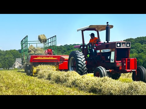 Видео: Получение ОГРОМНОГО урожая сена с первого укоса!!!! (прессование сена с помощью NH 316)