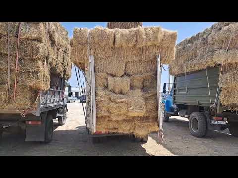 Видео: 27.05.2023.Сарыағаш.Жібек жолы базары.Жоңышқа,шоп,сабан.