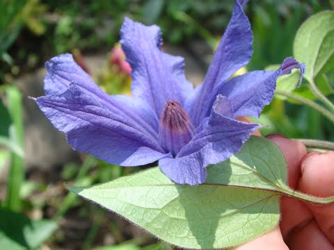 Видео: Цветок клематиса: что о нем нужно знать и для чего