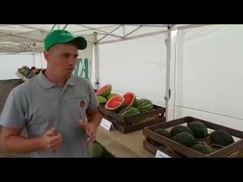 Видео: Обзор линейки арбузов от компании САКАТА