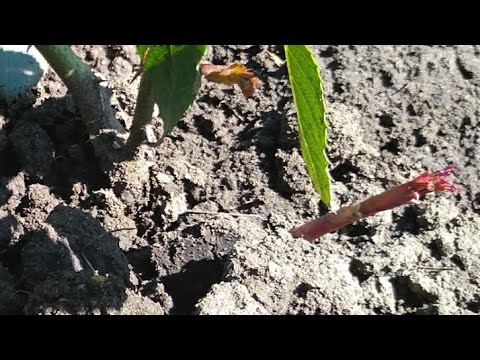 Видео: Как получить базальные побеги у роз.