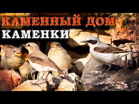 Видео: Каменный дом Каменки. Дневник натуралиста 12 июня 2023 г.