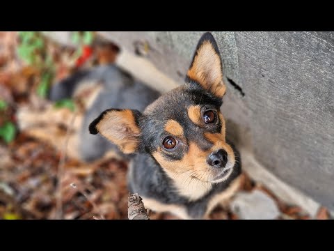 Видео: 🔴Собака ползала и ждала смерти на улице | Её сумасшедшая хозяйка не отдавала на лечение | Dog Rescue