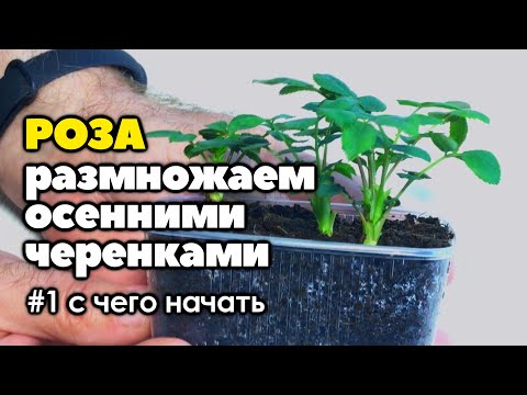 Видео: #1 Размножаю розы из осенних черенков | С чего начать