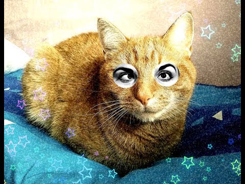 Видео: Последствия кастрации . Что стало с котом?