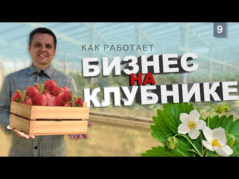 Видео: Как заработать на клубнике? Бизнес на ягодах. Как вырастить и заработать на клубнике?