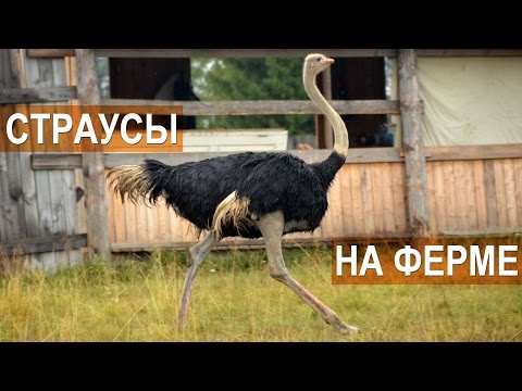 Видео: Страусы на ферме в п. Висим. Содержание и разведение страусов