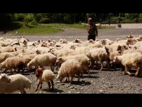Видео: Ждем в гости с Зурабом Двали .Крепость Ананури