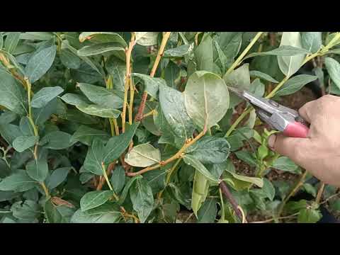 Видео: 😨🚀👌 Эксперимент черенкование голубики