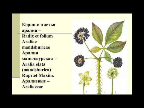 Видео: Лекарственные растения и сырье, содержащие сапонины