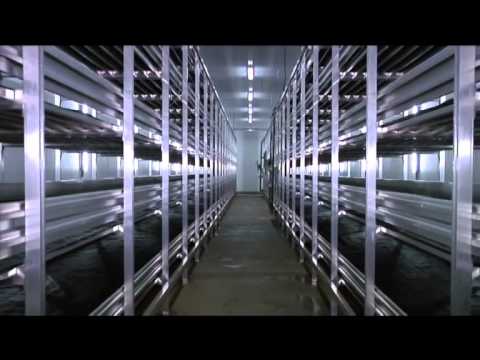 Видео: Выращивание Шампиньонов