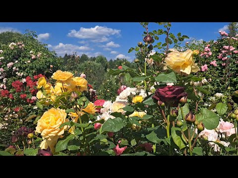 Видео: Потрясающее цветение роз в саду Евгения Иванова! 2 часть. Северо-Западный регион.