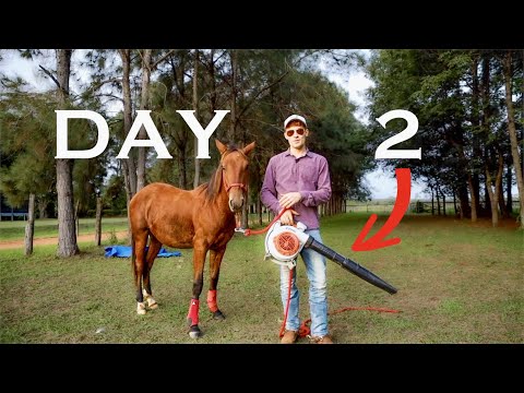 Видео: Я работал с молодой лошадью КАЖДЫЙ день в течение 10 дней, и вот что произошло!