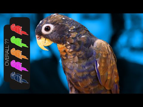 Видео: Бронзовокрылый Пионус, преданный попугай-комнатная собачка?