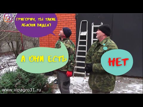 Видео: Шоковая обрезка запущенных колоновидных яблонь