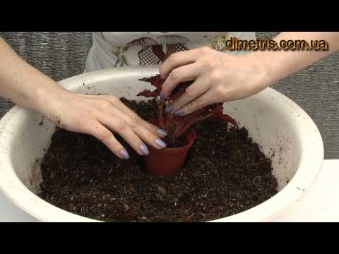 Видео: Пересадка деток бегоний