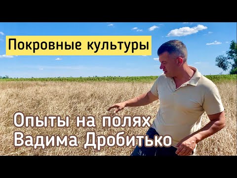 Видео: Покровные культуры у Вадима Дробитько - первые наблюдения