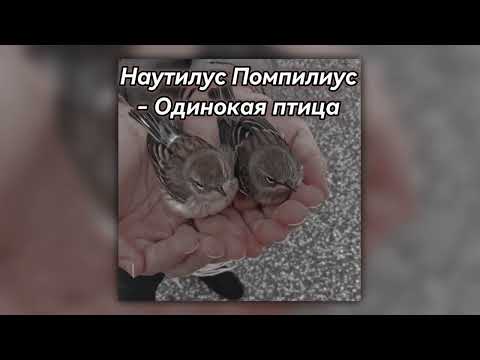 Видео: наутилус помпилиус- одинокая птица (кавер)