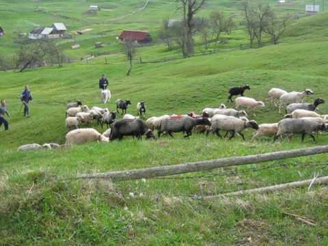 Видео: Вихід на Полонини