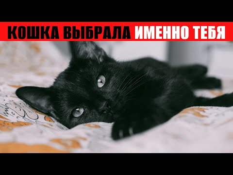 Видео: ТВОЯ КОШКА ПОЯВИЛАСЬ У ТЕБЯ НЕСЛУЧАЙНО! ПРАВДА, О КОТОРОЙ НЕВОЗМОЖНО МОЛЧАТЬ!