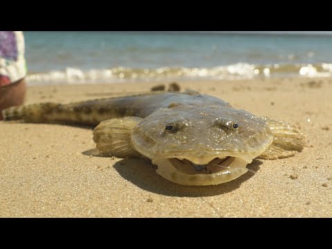 Видео: Рыбалка в Порт-Альберте: флэтти, мармелад и мерланги!