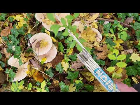 Видео: Говорушка подогнутая. Третий год подряд на одном и том же месте растут грибы.