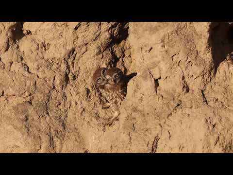 Видео: Домашна кукумявка /Athene noctua/