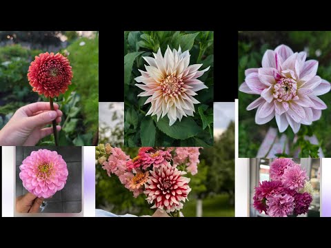 Видео: Рятую жоржини від плісняви