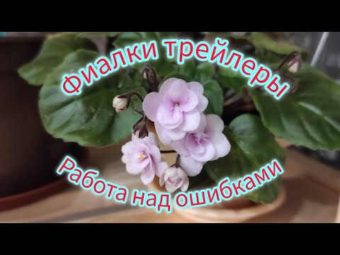Видео: Фиалки трейлеры. Работа над ошибками.