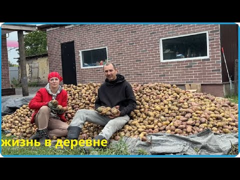 Видео: СОБРАЛИ ОГРОМНЫЙ УРОЖАЙ КАРТОШКИ, ТАКОГО ЕЩЁ НЕБЫЛО, ЖИЗНЬ В ДЕРЕВНЕ