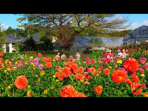 Видео: Мой первый визит в Чудо-сад георгинов, сад георгинов Мачида в Токио!