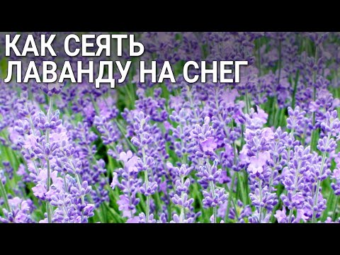 Видео: Как сеять лаванду на снег