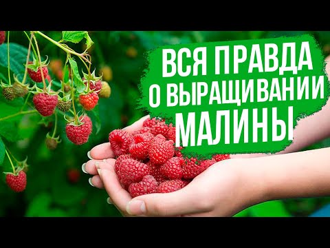 Видео: Простые шаги, чтобы вырастить урожайную малину! Лучшие сорта малины ремонтантной.
