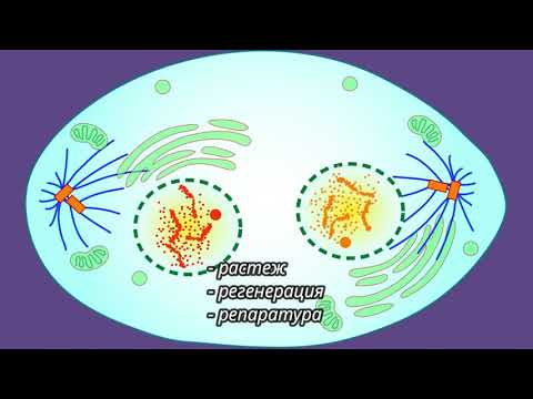 Видео: Митоза  - късо учебно видео