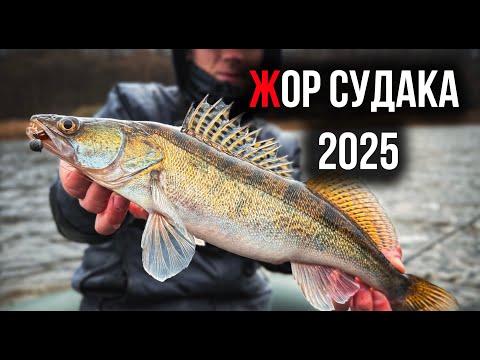 Видео: СУДАК РОЗРИВАЄ ПРИМАНКИ! Весняний Жор Судака на БУГУ Розпочався! ВІНИИЦЯ 2025!
