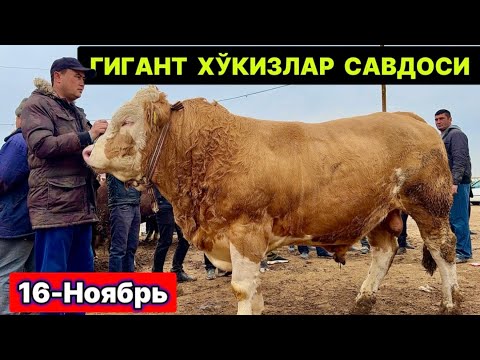 Видео: ХОРАЗМ ГИГАНТ БУҚАЛАР САВДОСИ УРГАНЧ МОЛ БОЗОРИ 16-ноября 2025 г.