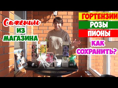 Видео: РОЗЫ, ПИОНЫ, ГОРТЕНЗИИ в коробках из магазина! Как сохранить саженцы до весны? Хранить или сажать?