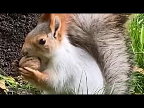 Видео: «Пушистики»! Красота осени! 🍁Роща!❤️